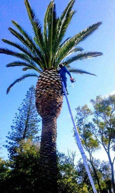 TREE FELLING SERVICES AND STUMP REMOVAL WITH CARE