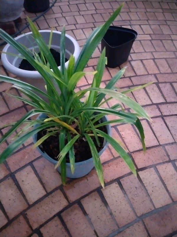 Pandanus amaryllifolius