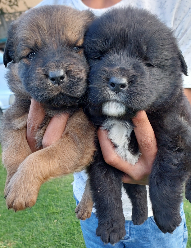 Labrador puppies