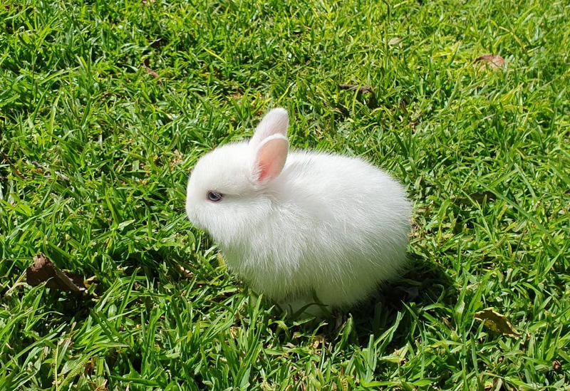 Pretoria: Jersey Wooly Dwarf Rabbits Bunnies Bunny Hasies