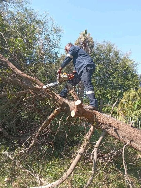 TREE FELLING &amp; RUBBISH REMOVAL