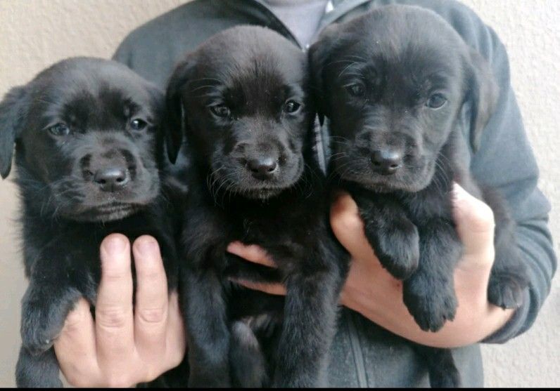 Purebred Labrador Puppies For Sale