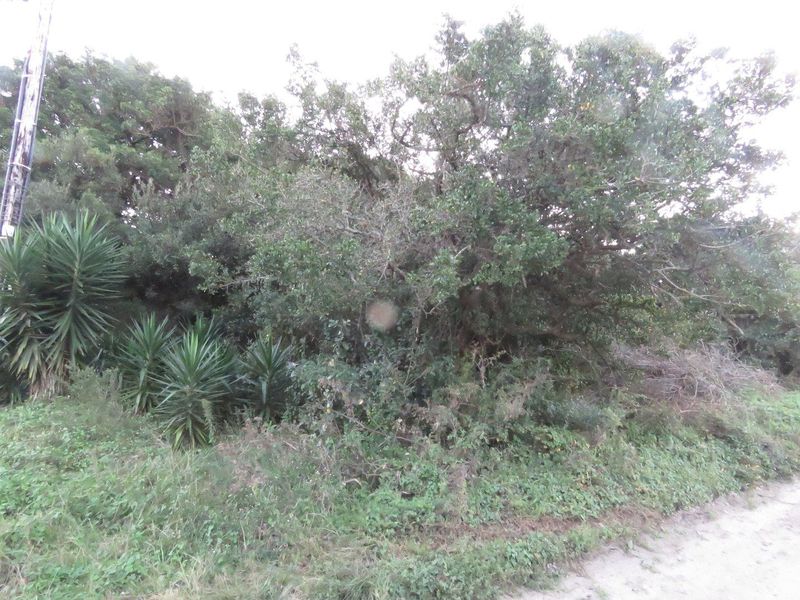TREED VACANT STAND IN QUIET RESIDENTIAL AREA OVERLOOKING PRIMARY DUNE