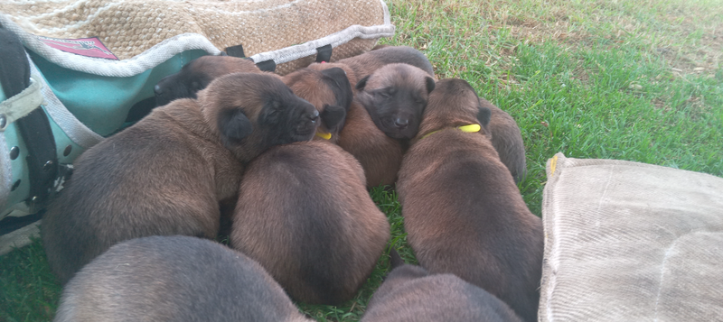 Belgain Malinois