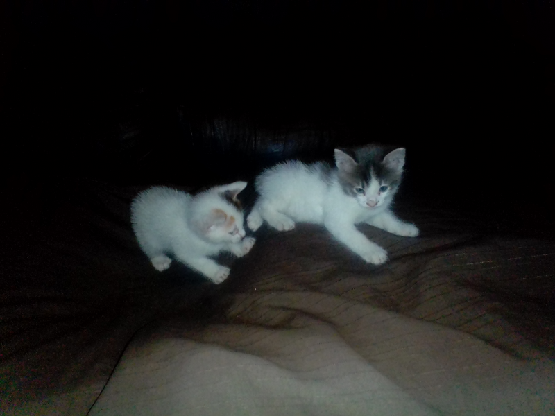 Super adorable kitty&#39;s  2 litters available