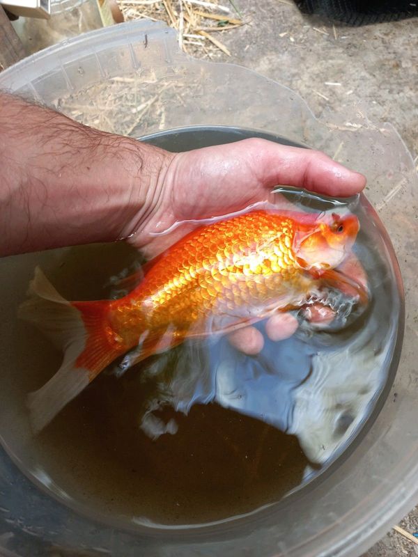 Goldfish available in plumstead cape town
