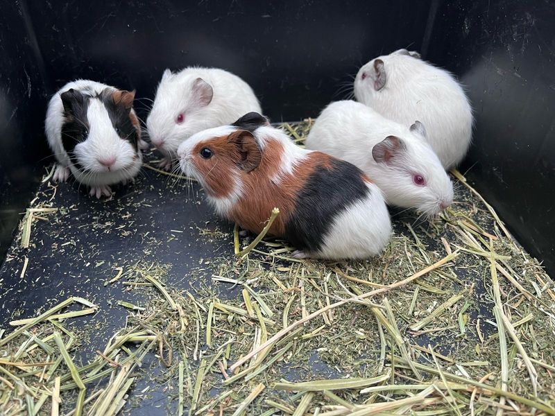 Guinea Pig babies