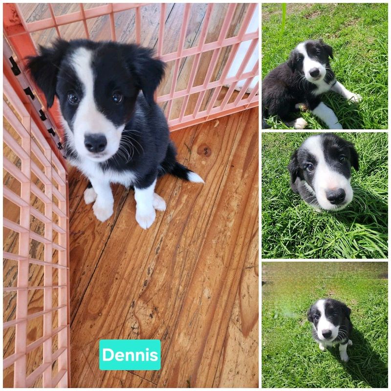 Border Collie Puppies for Sale by Owner