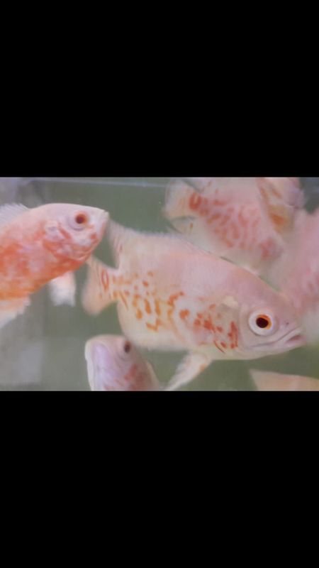 Oscar. Albino. Fish