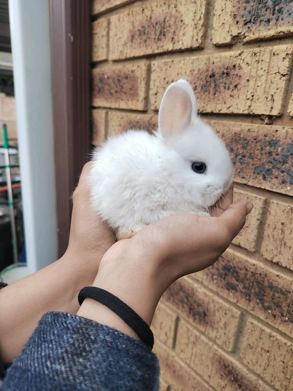 Baby Netherland Dwarf Rabbits