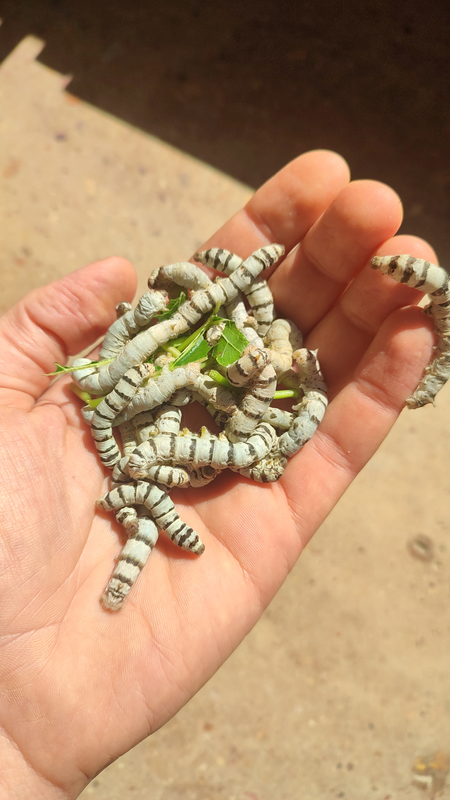 Silk worms - Sywurms - Silkworms - Insect - Pet - Feeder