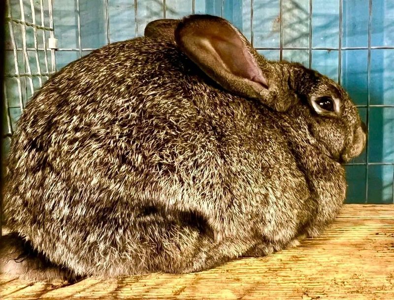 Top Quality Flemish Giant Rabbits For Sale