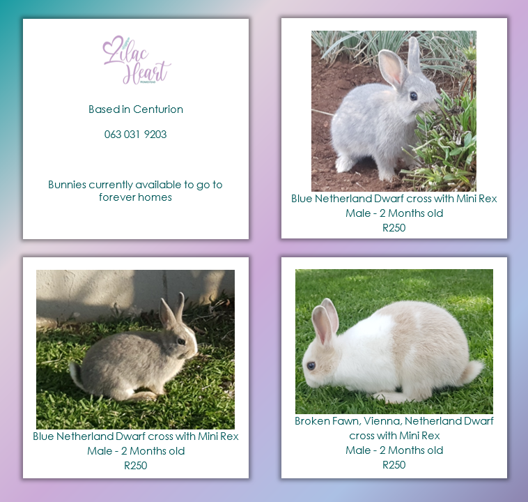 Bunnies - Ad posted by Lilac Heart Homestead