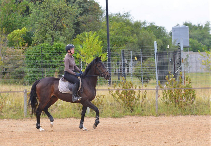 Stunning Thoroughbred Mare for sale!!!