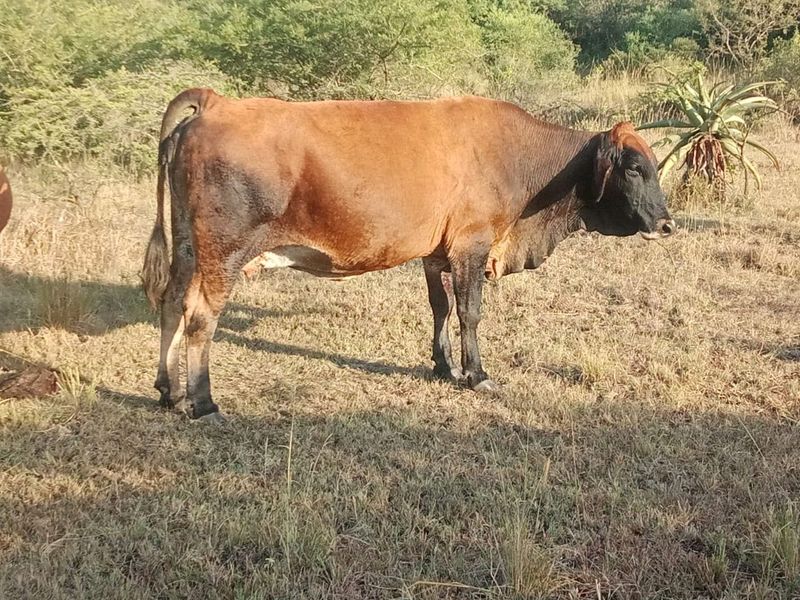 Inkomo edayisayo (cow)