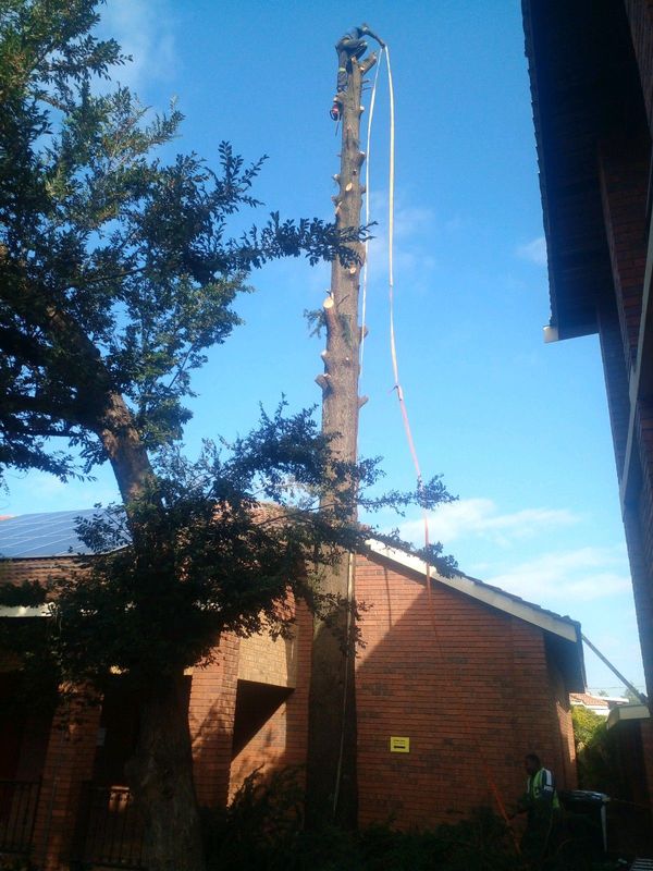 TREE FELLING AND STUMP REMOVAL