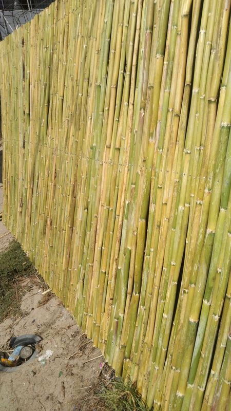 Wood fencing and bamboo.