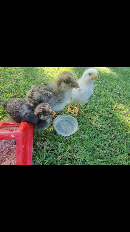 3 Boschvelder chicks for sale!
