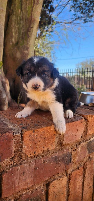 Border collie