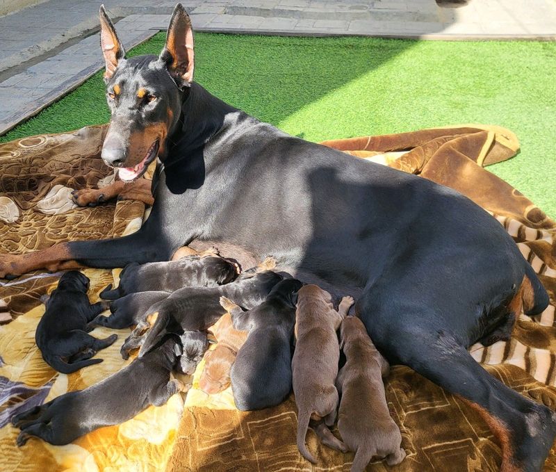 Doberman Pinscher Puppies