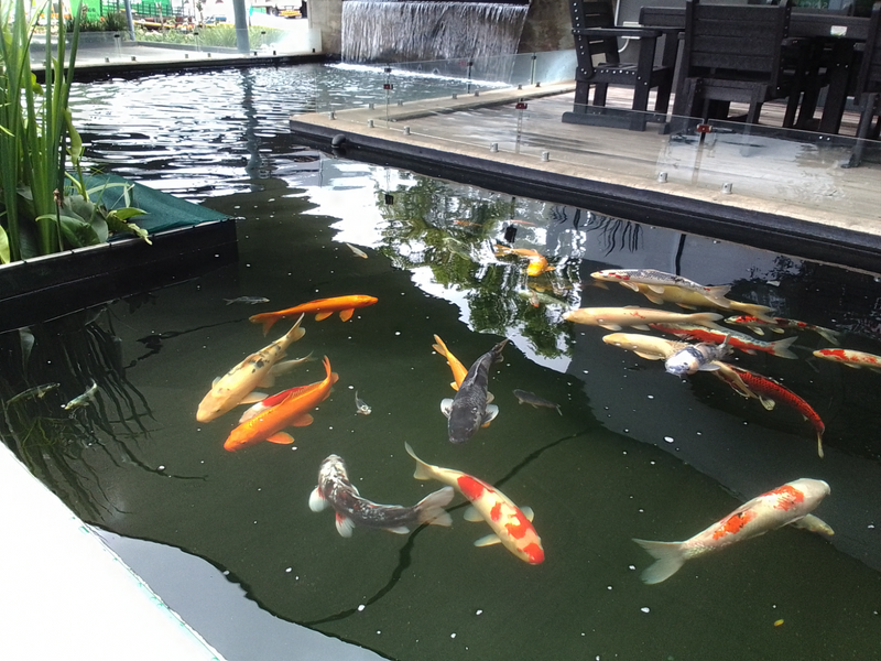 Koi pond,aquarium and pool maintenence