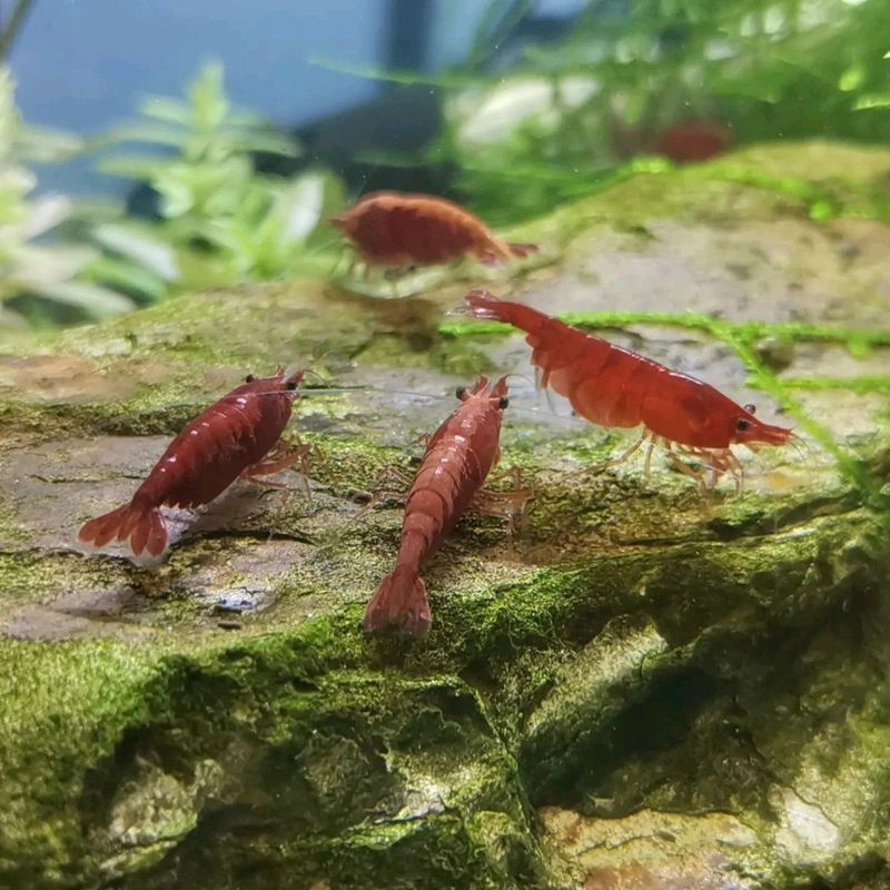 Red cherry shrimp