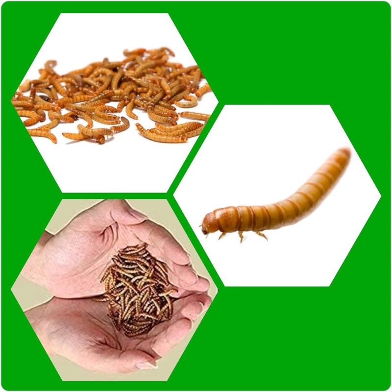 Quality Organic LIVE Mealworms #WeDeliver2CT!