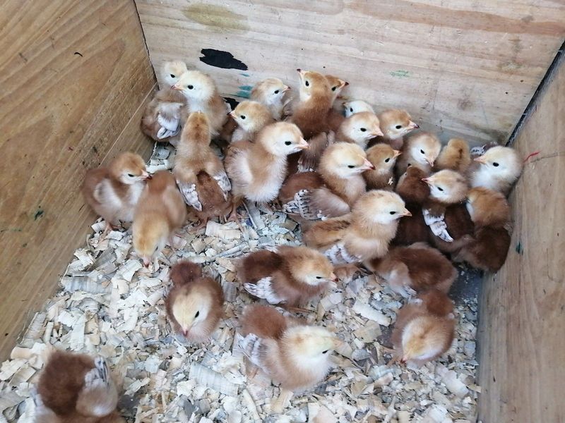 Rhode Island Red Chicks For Sale