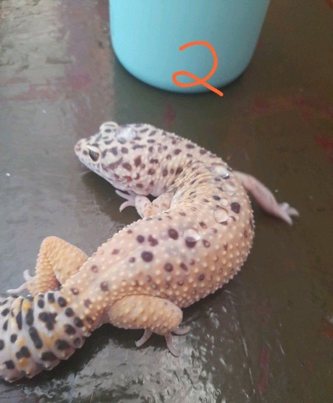 Female normal leopard gecko with tank