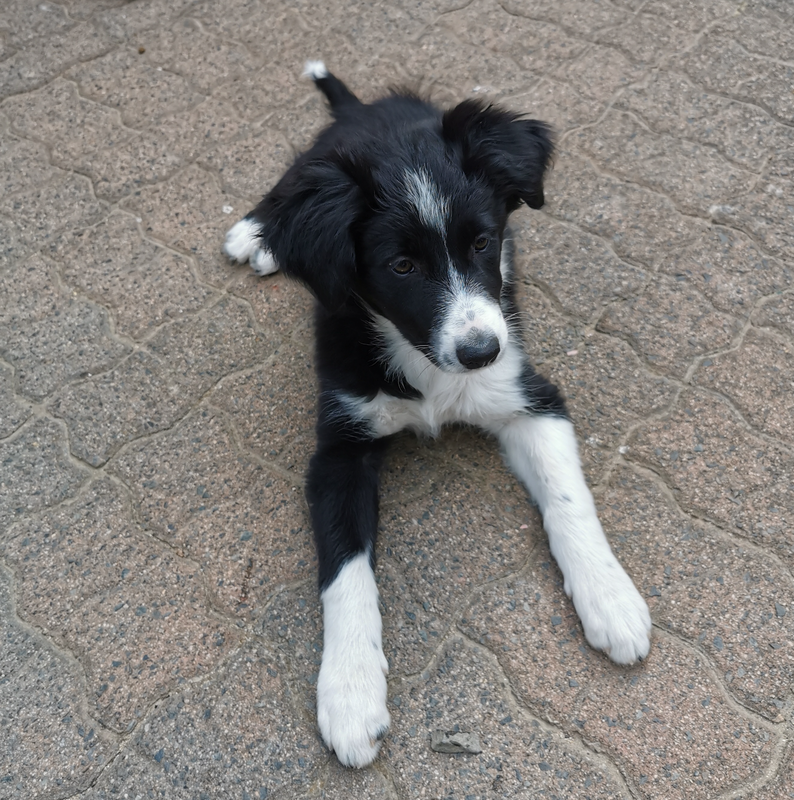 Border Collie puppie for sale