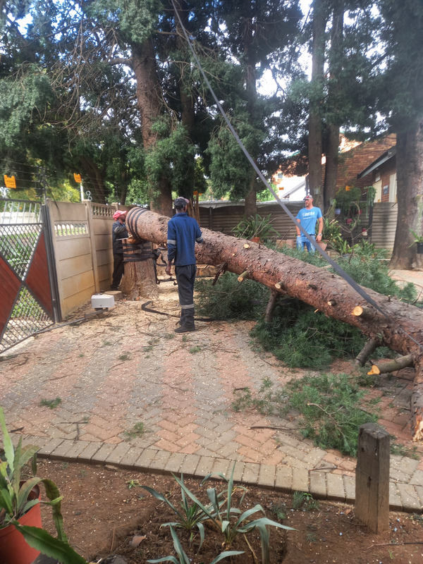CT TREE FELLING AND RUBBLE REMOVAL