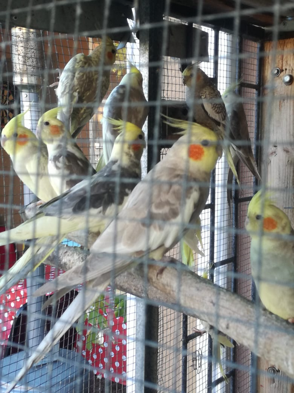 Cockatiels and Lovebirds for sale