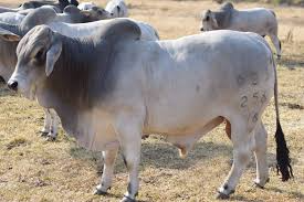 Brahman cattle for slaughtering and breeding