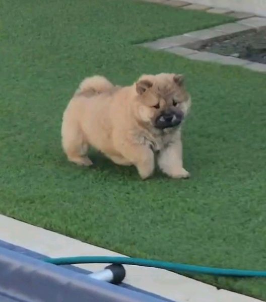 Gumtree chow chow best sale