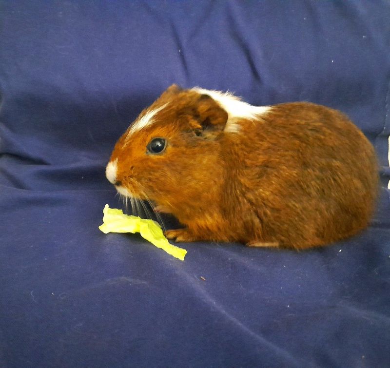 Gorgeous Baby Guinea Pigs