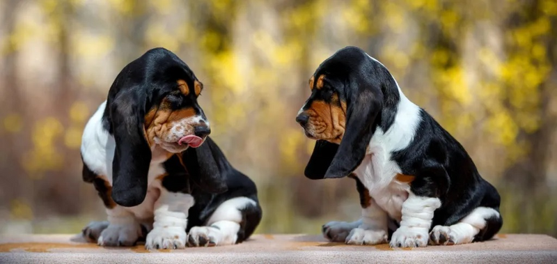 Basset Hound Puppies For Sale