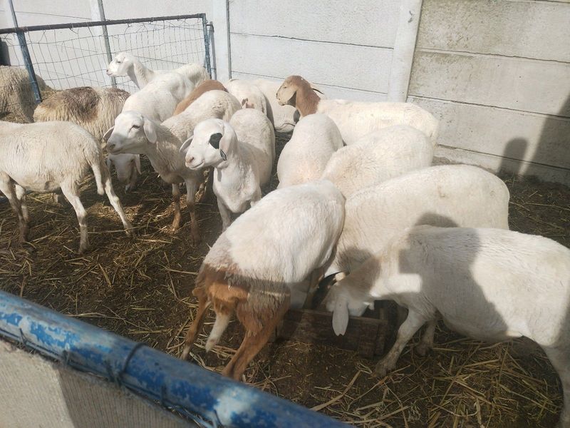 LAMBS FOR SALE