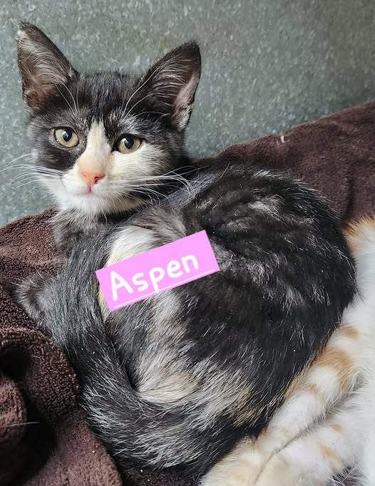 Aspen: female kitten up for adoption