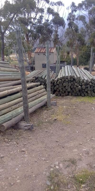 3.6m X 100/120mm CCA treated Pine poles - hand debarked