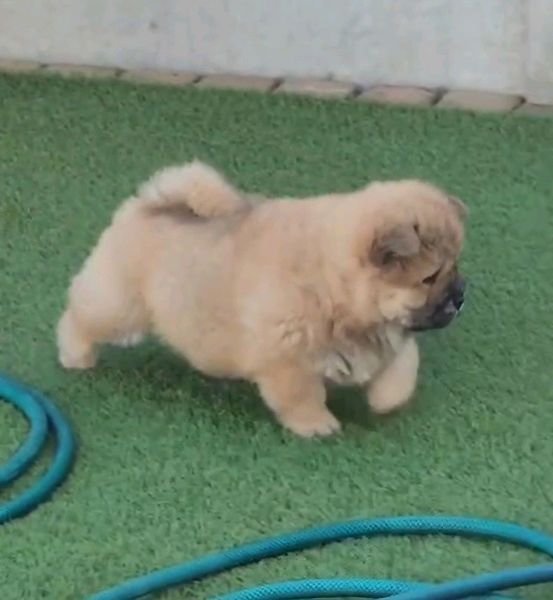 Chow Chow Puppy For Sale Durbanville Gumtree South Africa