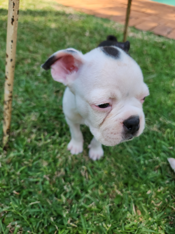 Boston terrier puppies