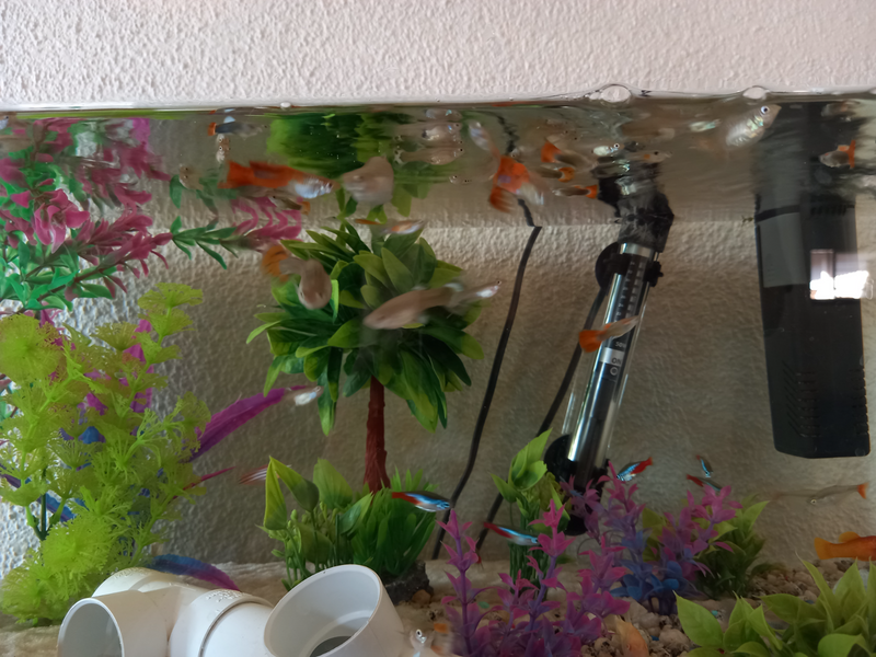 Beautiful Assorted Guppies (R10 for 1; R15 for 2)