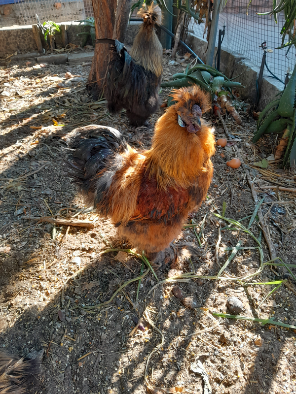 Silkie Roosters for Sale