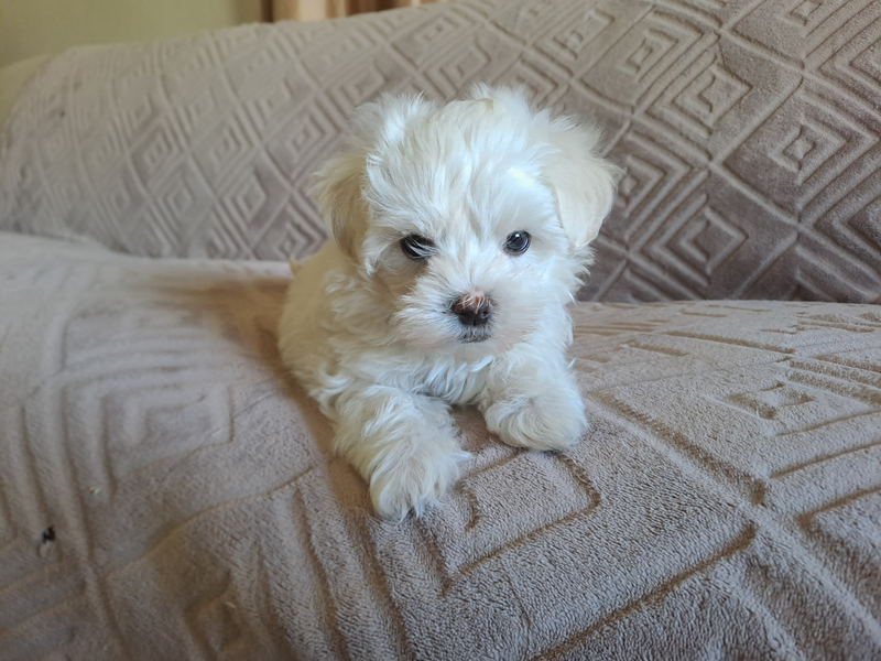 Miniature Maltese Puppy