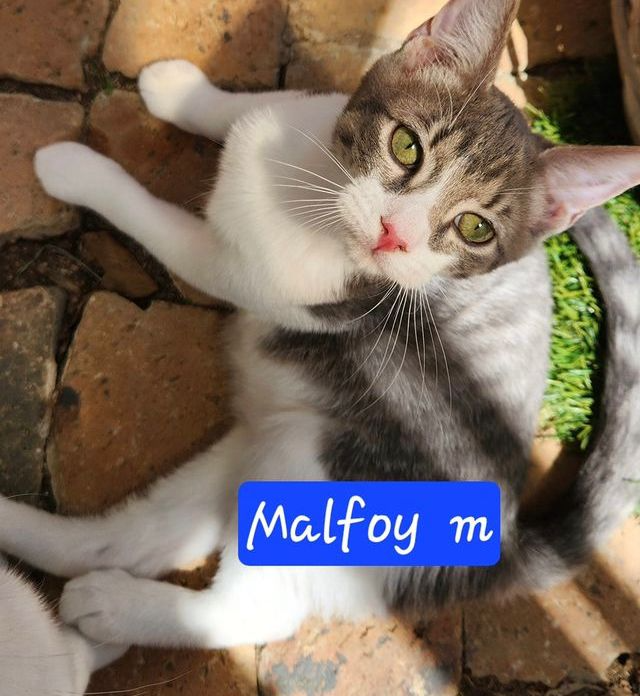 Malfoy: kitten up for adoption