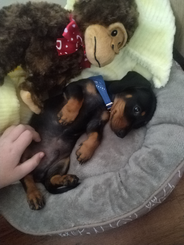 Miniature dachshund Pup For Sale