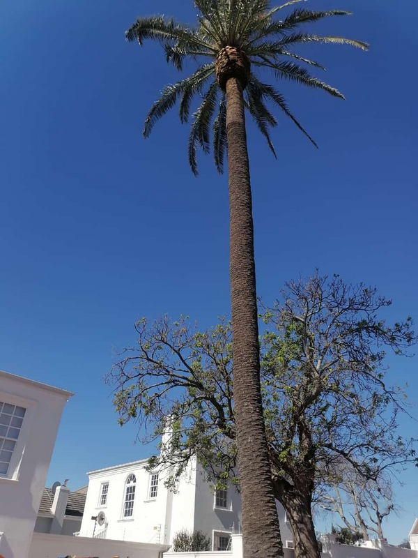 Tree felling