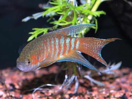 Paradise gourami