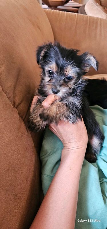 Small pocket female yorkie