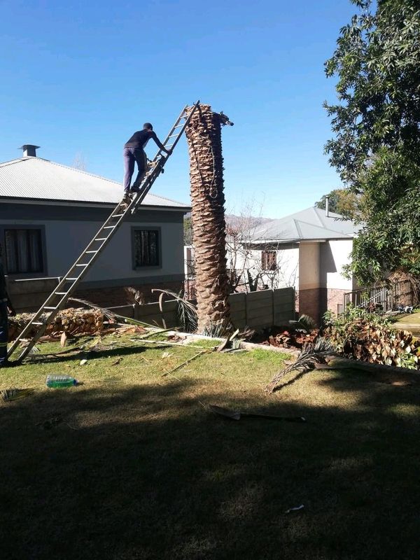 TREE FELLING SERVICES